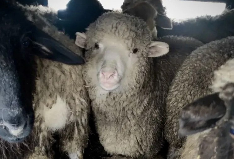 На саратовской трассе задержали 60 овец и баранов без документов